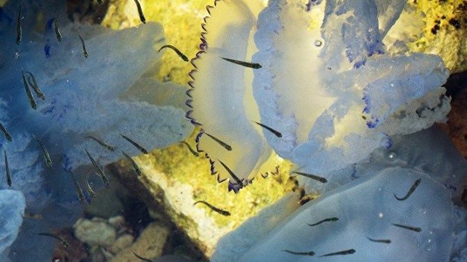 Почему медузы в Крыму